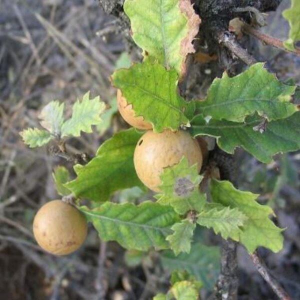 Noix de galle d'Alep- 200g Noix de galle d'Alep- 200g