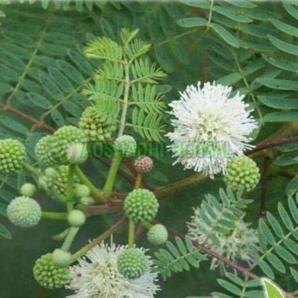 Extrait d'Acacia catechou - 200g Extrait d'Acacia catechou - 200g