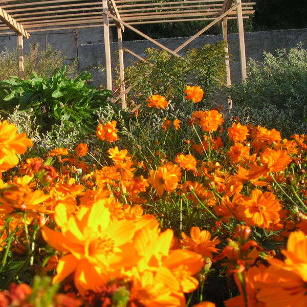 Cosmos sulfureux