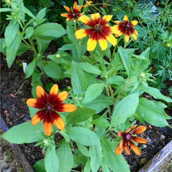 Rudbeckia