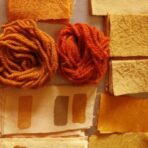 Cosmos sulfureux - 100g