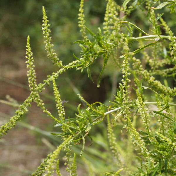 Extrait de réséda Extrait de réséda