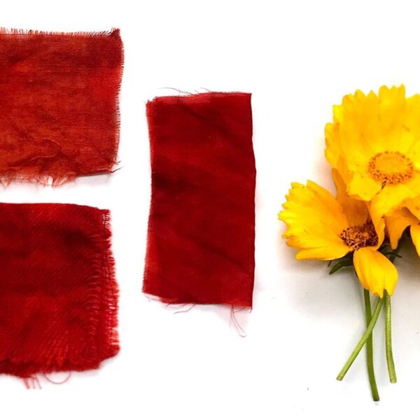 Initiation à la cueillette et teinture végétale Initiation à la cueillette et teinture végétale