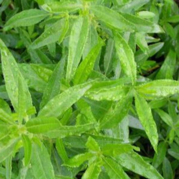 Garance - 500g Garance - 500g