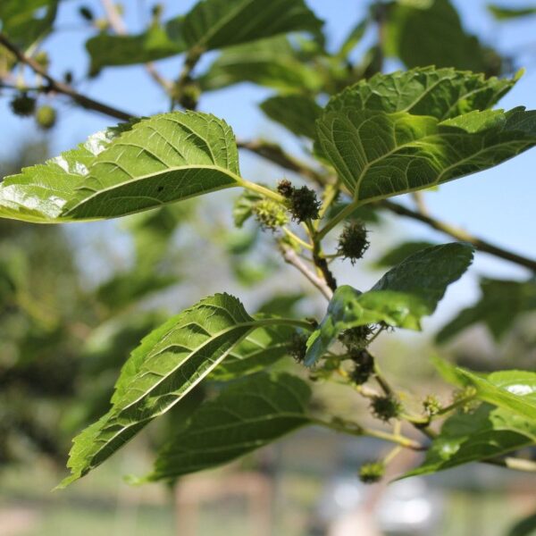 Extrait de mûrier Extrait de mûrier