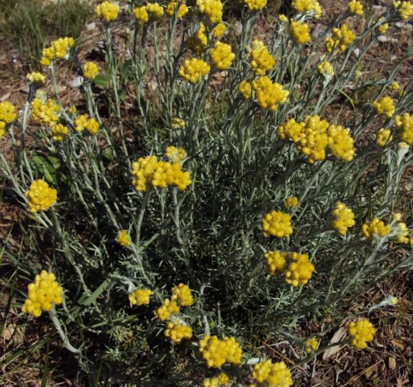 Immortelle commune - 200g Immortelle commune - 200g