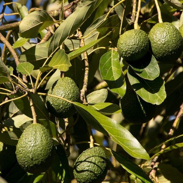 Avocat - 100g Avocat - 100g