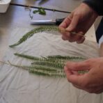 Formation De la botanique à la teinture végétale - 5 jours
