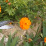 Formation De la botanique à la teinture végétale - 5 jours