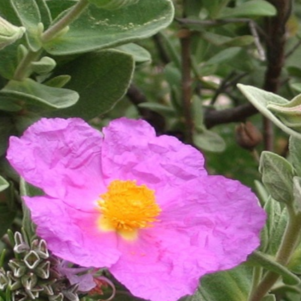Ciste cotonneux