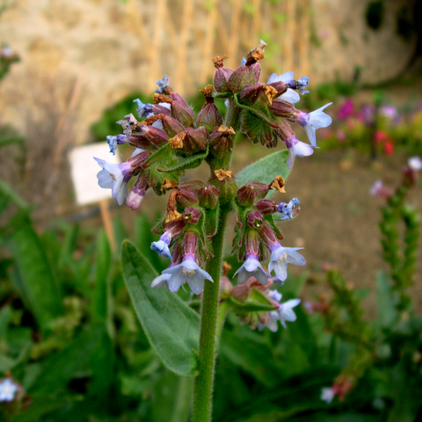 Buglosse officinale